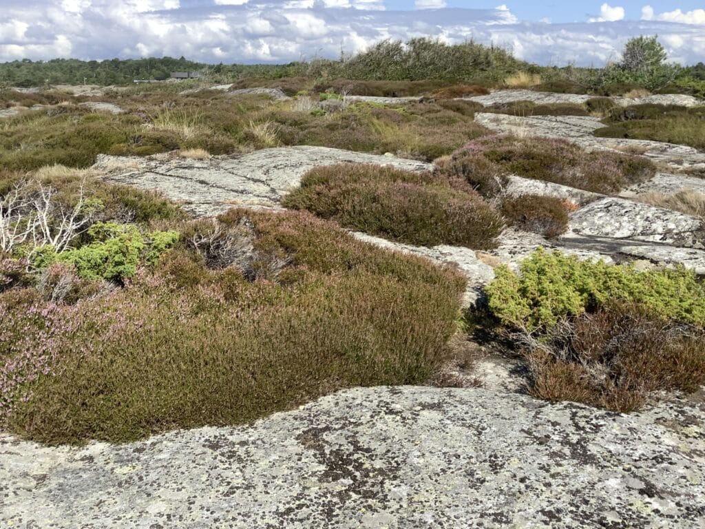 Kystlynghei med lyng, einer og svaberg.