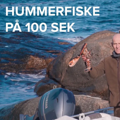 Regler-for-hummerfiske