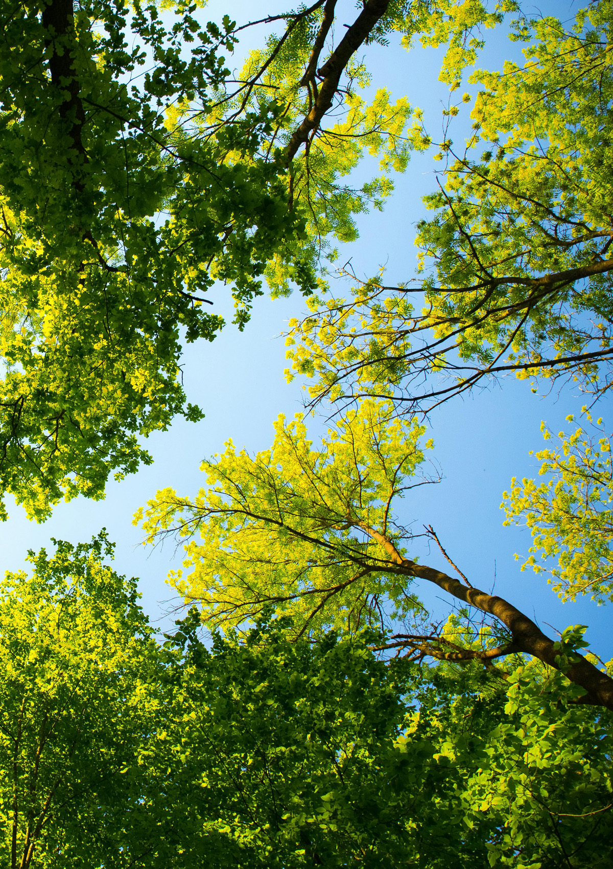 Green trees seen from the ground