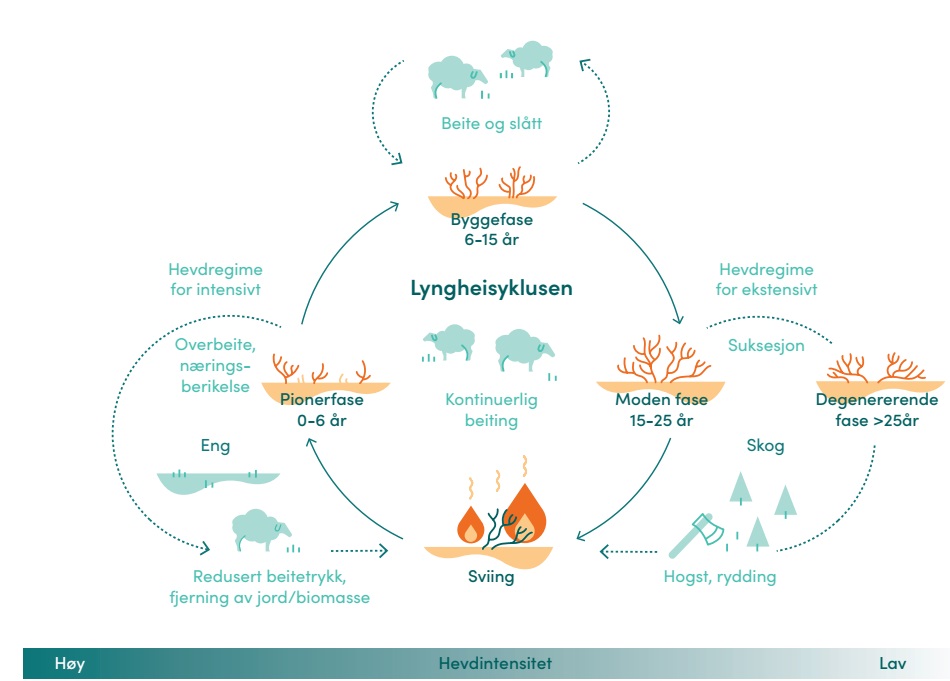 Figure with life cycle for coastal heathland based on degree of management