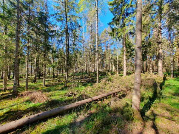 Skog med veltet grantre
