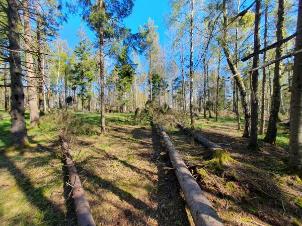 Veltede grantrær i skog