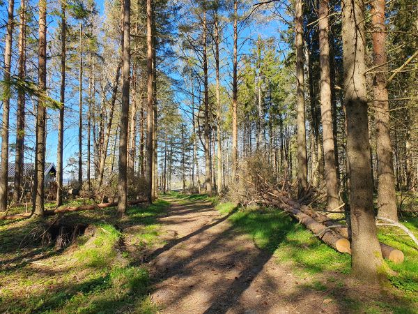 Sti, skog og veltede trær
